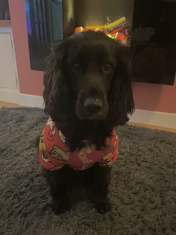 Daisy in Grinch pyjamas