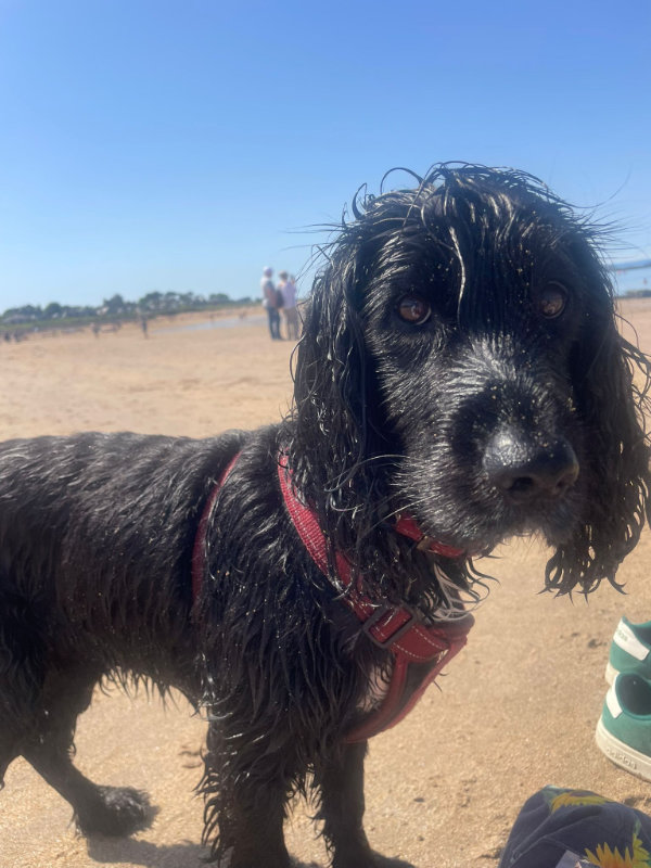 A black cocker spaniel looking at the camera, wet and covered in sand